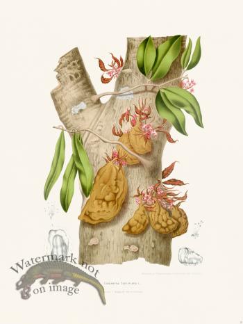 Horticulture of Java 23